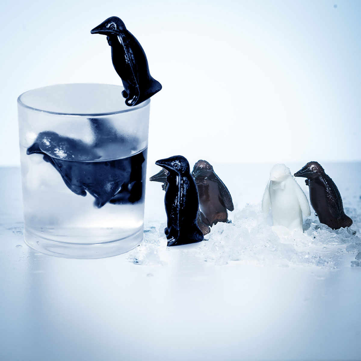 Pinguin Coolers, Kleine Geschenke, Geschenk, Geschenkidee